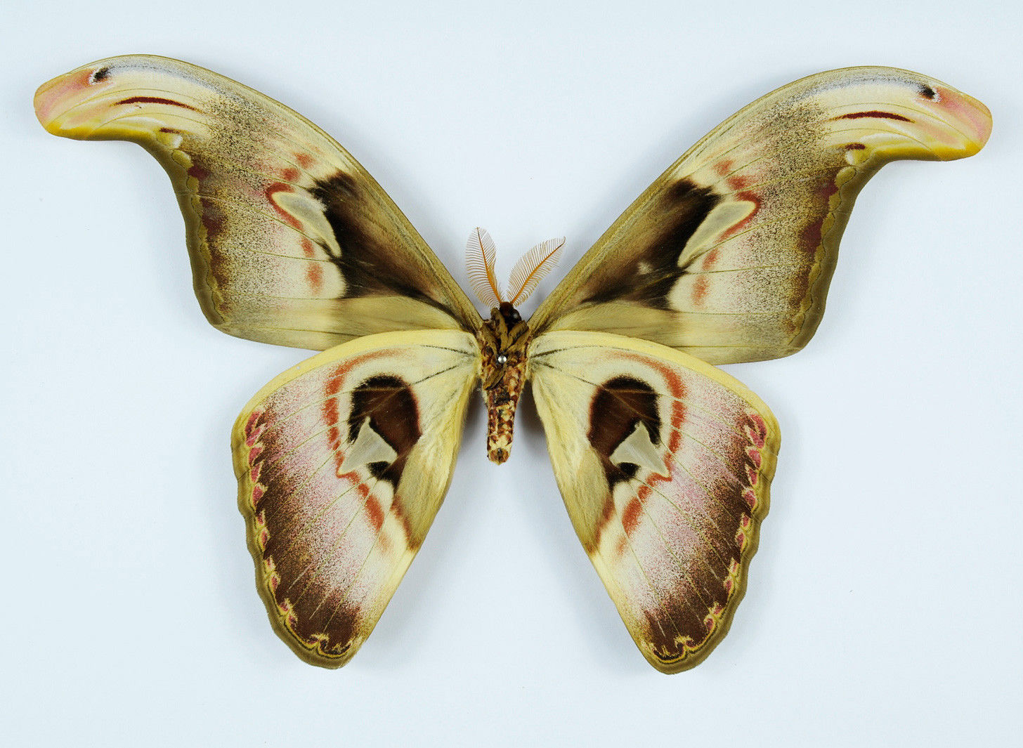 Attacus atlas (verso aberration) Internet Image property of respective owner, non-commercial use only
